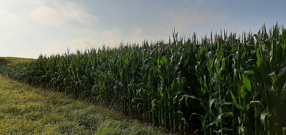 El proyecto re�ne un consorcio internacional de siete pa�ses: Portugal, Espa�a, Francia, T�nez, Marruecos, Italia y Egipto...