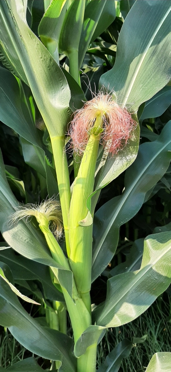 Diversas formulaciones de biofertilizantes, compuestas por bacterias promotoras del crecimiento vegetal y hongos micorr�zicos, han sido testeadas...