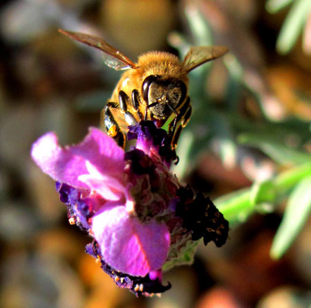Los beneficios medioambientales que llevan a cabo las abejas con la polinizacin tienen tambin su repercusin econmica...