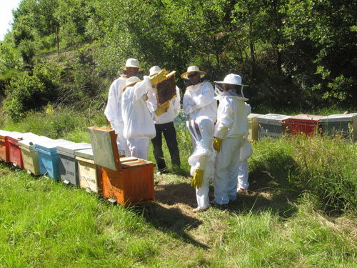 En Espaa, la media de explotaciones apcolas tiene unas 300-350 colmenas, que es la cantidad que puede manejar un solo apicultor...