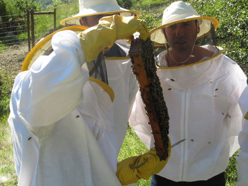 A la izquierda, Jos Manuel Cazorla, junto a otros apicultores, supervisa el estado de uno de los enjambres de su explotacin...