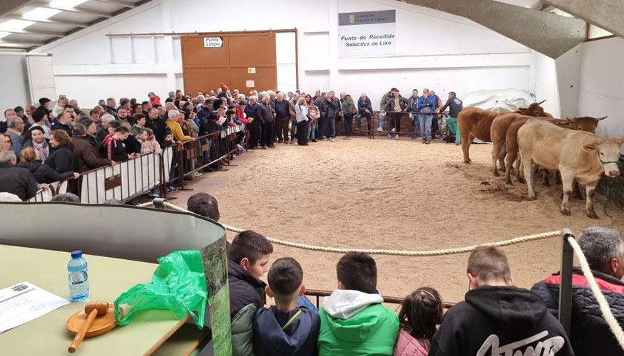 Subasta de la raza Rubia Gallega en la localidad lucense de Pedrafita do Cebreiro