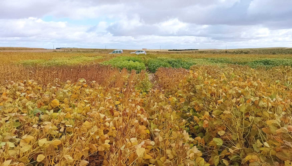 Imagen 2. Ensayo de soja en Arabayona de M�gica (SA), en el que se aprecian notablemente las diferencias de ciclo entre variedades...