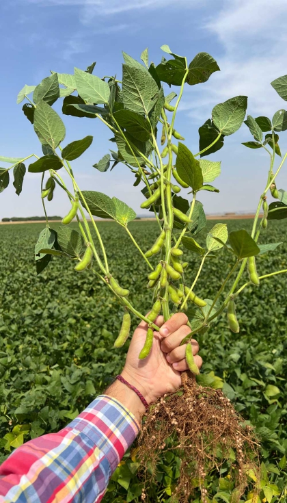 Imagen 1. Planta de Soja con las vainas ya formadas y con numerosos n�dulos fijadores de nitr�geno en las ra�ces...