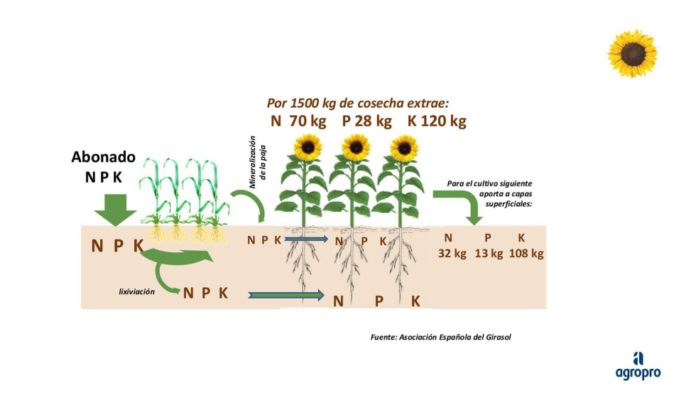 Figura 2. Rotaci�n Cereal-Girasol