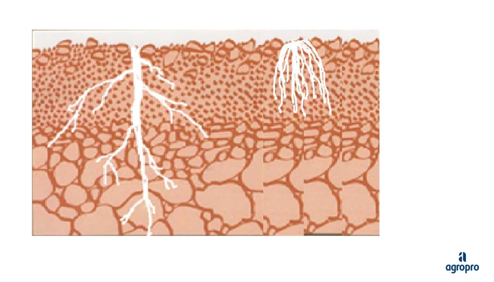Figura 4. Ra�z pivotante de girasol frente a ra�z fasciculada del trigo