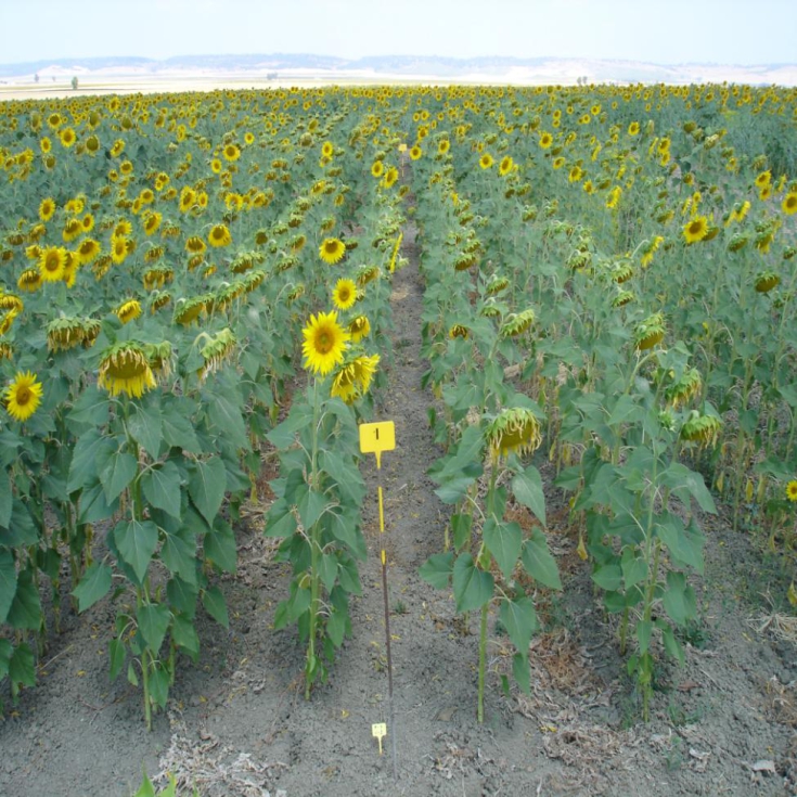 En los ensayos de la RAEA se han testado dos variedades (IRISA AR y VOSTOK AR) con una tecnolog�a novedosa denominada A.I.R...