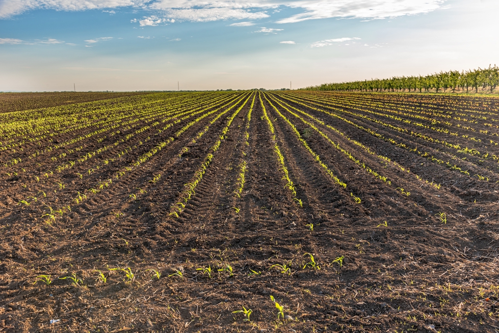 La salud del suelo es un aspecto fundamental en la sostenibilidad de la actividad agr�cola