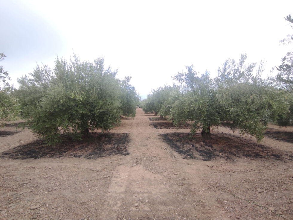 Figura 5. Imagen del campo de ensayo de aplicacin de biochar en olivar sito en el IFAPA Centro Venta del Llano de Mengibar...