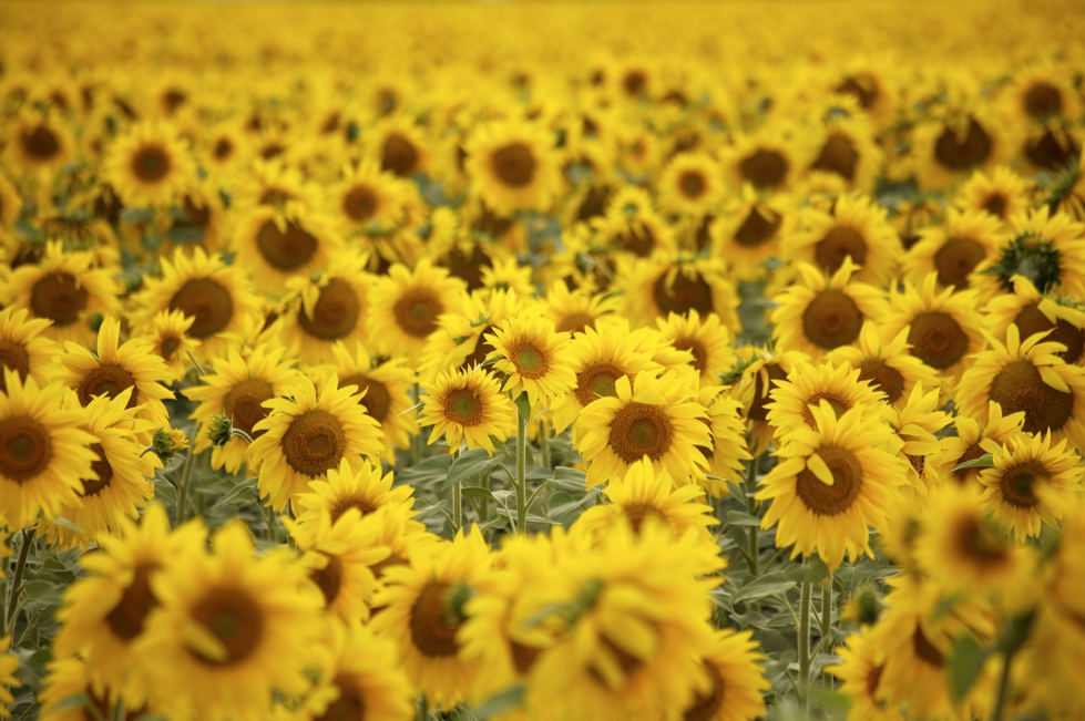 Es posible que el buen contexto de precios de girasol convencional y alto oleico animen a los agricultores nacionales a aumentar la superficie de...
