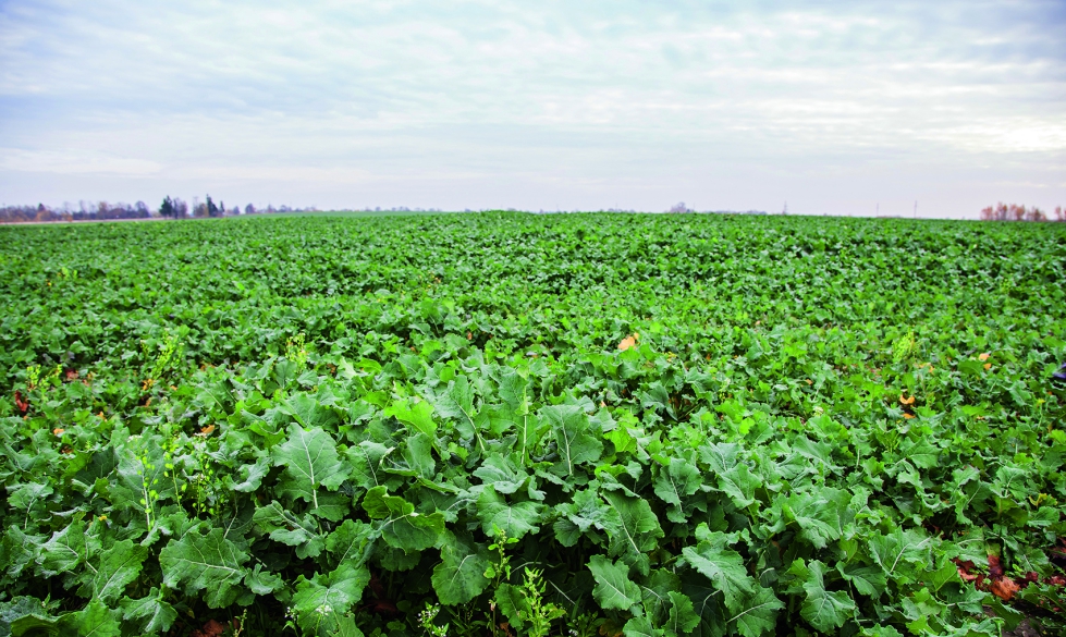 La correccin a la baja del barril Brent reduce los precios de biodiesel y bioetanol que, a su vez...