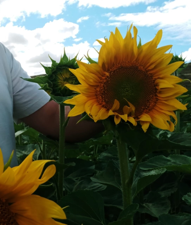 Foto 1. Girasol en SD (Bolea-Huesca)