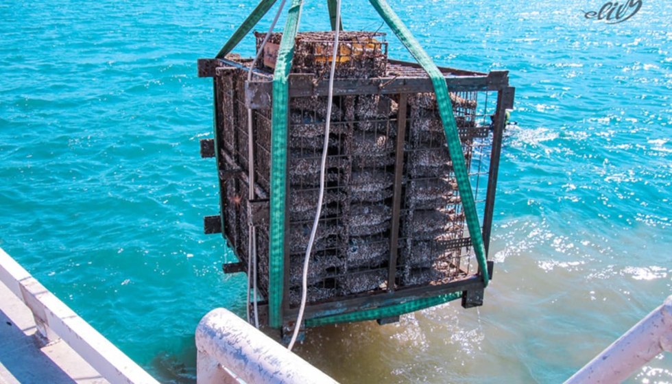 Nuestras estructuras submarinas de Elixsea fueron creadas para aumentar el crecimiento de la vida marina en el rea...