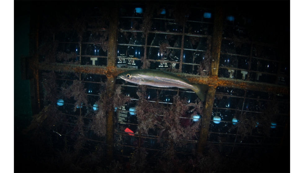 Vino de la bodega Crusoe Treasure