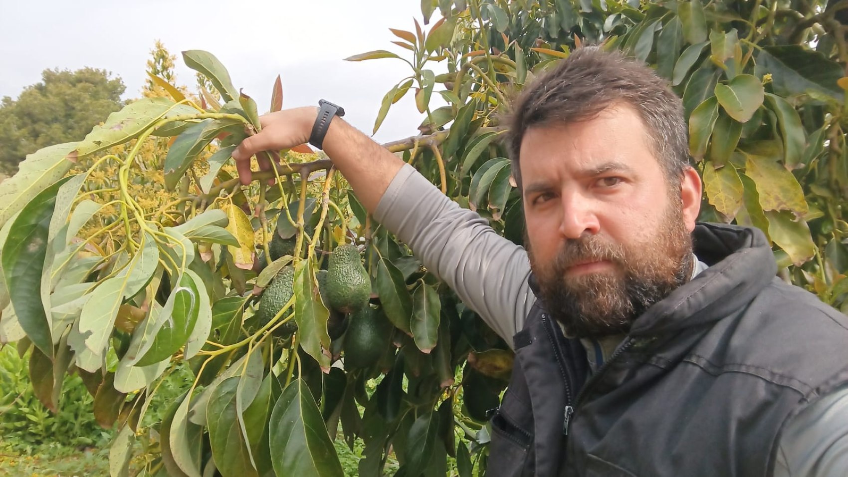 Aldemar Boix, responsable del aguacate de La Uni�, junto a su cultivo