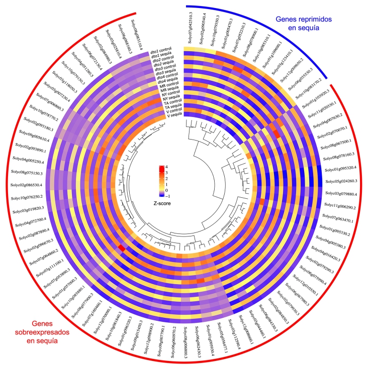 Figura 2. Clustering jer�rquico de genes conservados de respuesta a sequ�a...