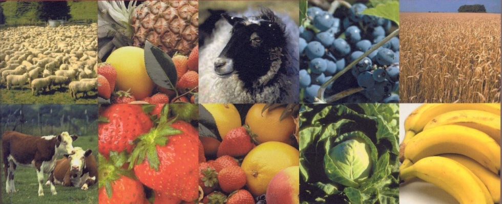 Foto de Exportaes agroalimentares da UE cresceram 3% em 2024