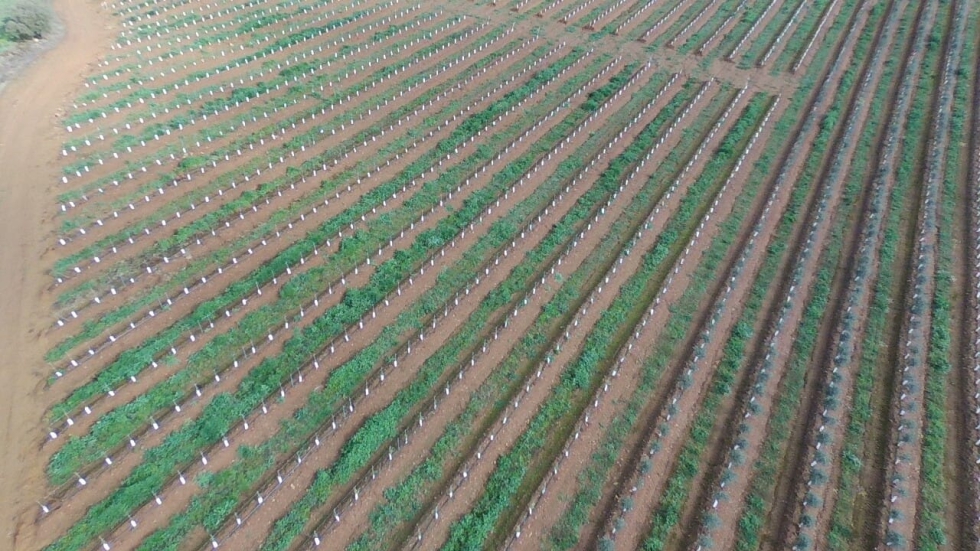 Plantacin de olivar en seto