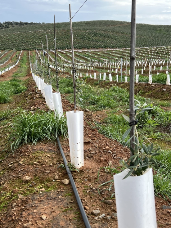 Ensayo en la finca Don Tello, Mrida (Badajoz)