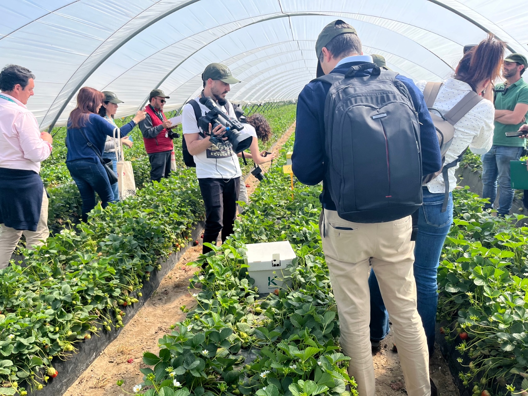 Visita de prensa especializada a un invernadero de fresas que cultiva Cristian Cumbreras...