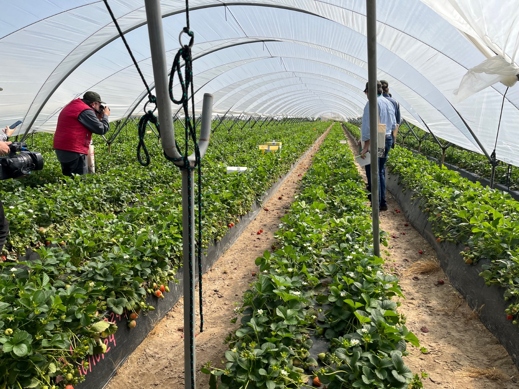 Cultivo de fresas del agricultor Cristian Cumbreras, de la Cooperativa Santa Mara de La Rbida (Fresn de Palos)