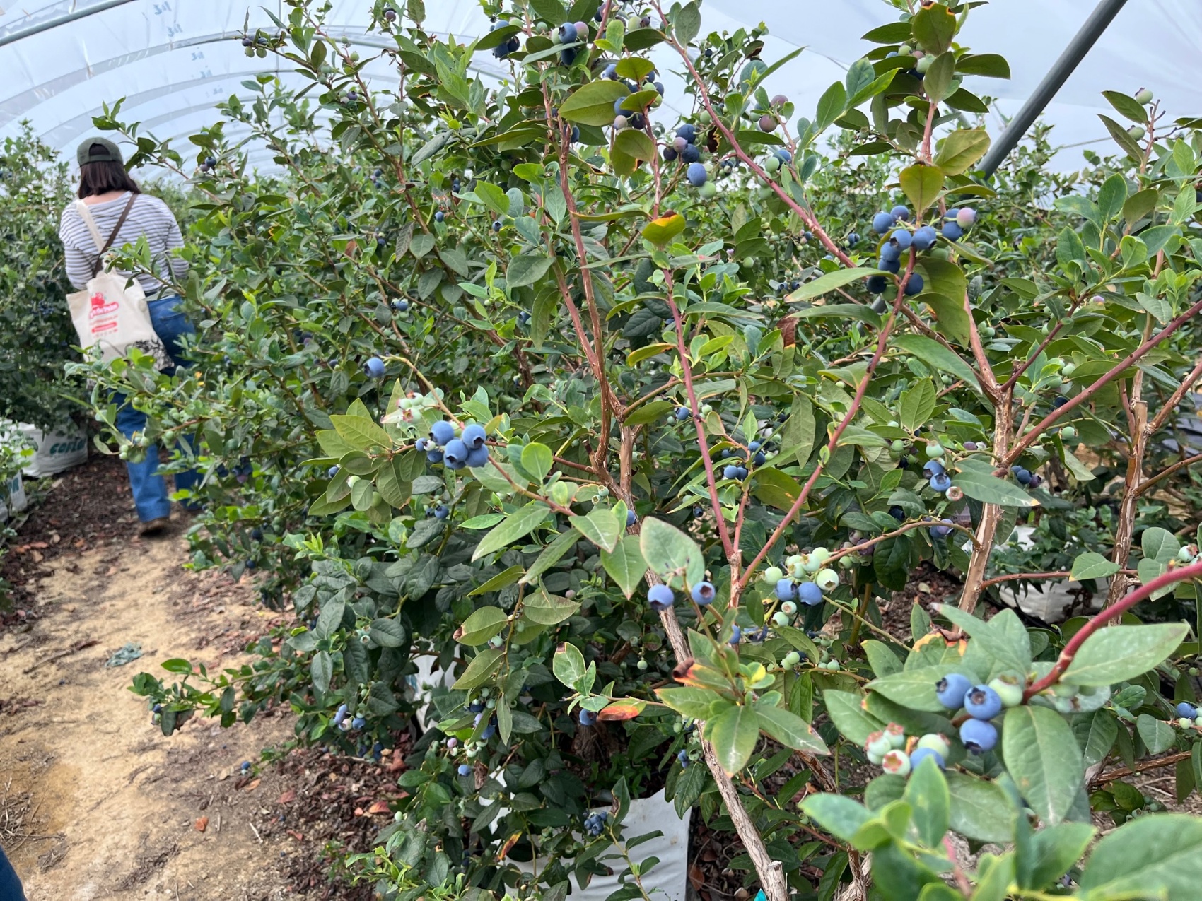 Cultivo de arndanos de Alfonso Domnguez, en el que utiliza control biolgico proporcionado por Koppert