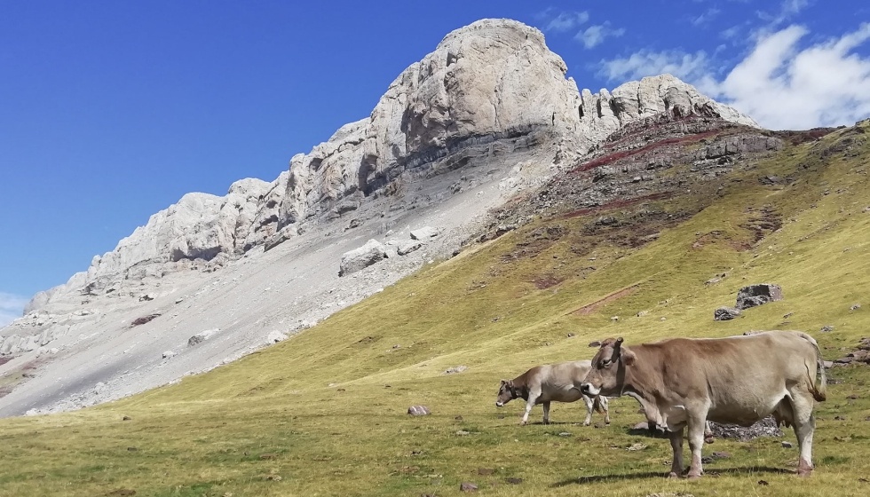 Vacas nodrizas en una zona de monta�a. Fuente: CITA Arag�n