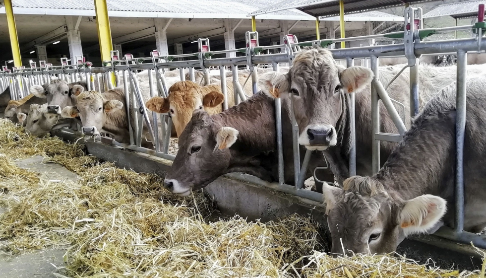 Terneros de cebo. Fuente: CITA Arag�n