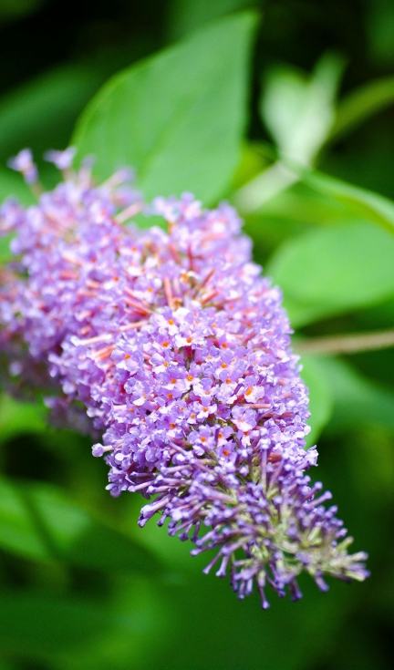 Buddleia