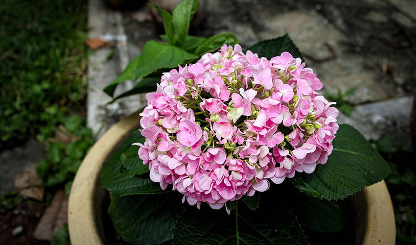 Hortensia
