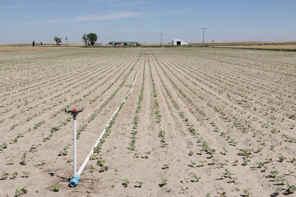 Cultivo de alubia en regad�o