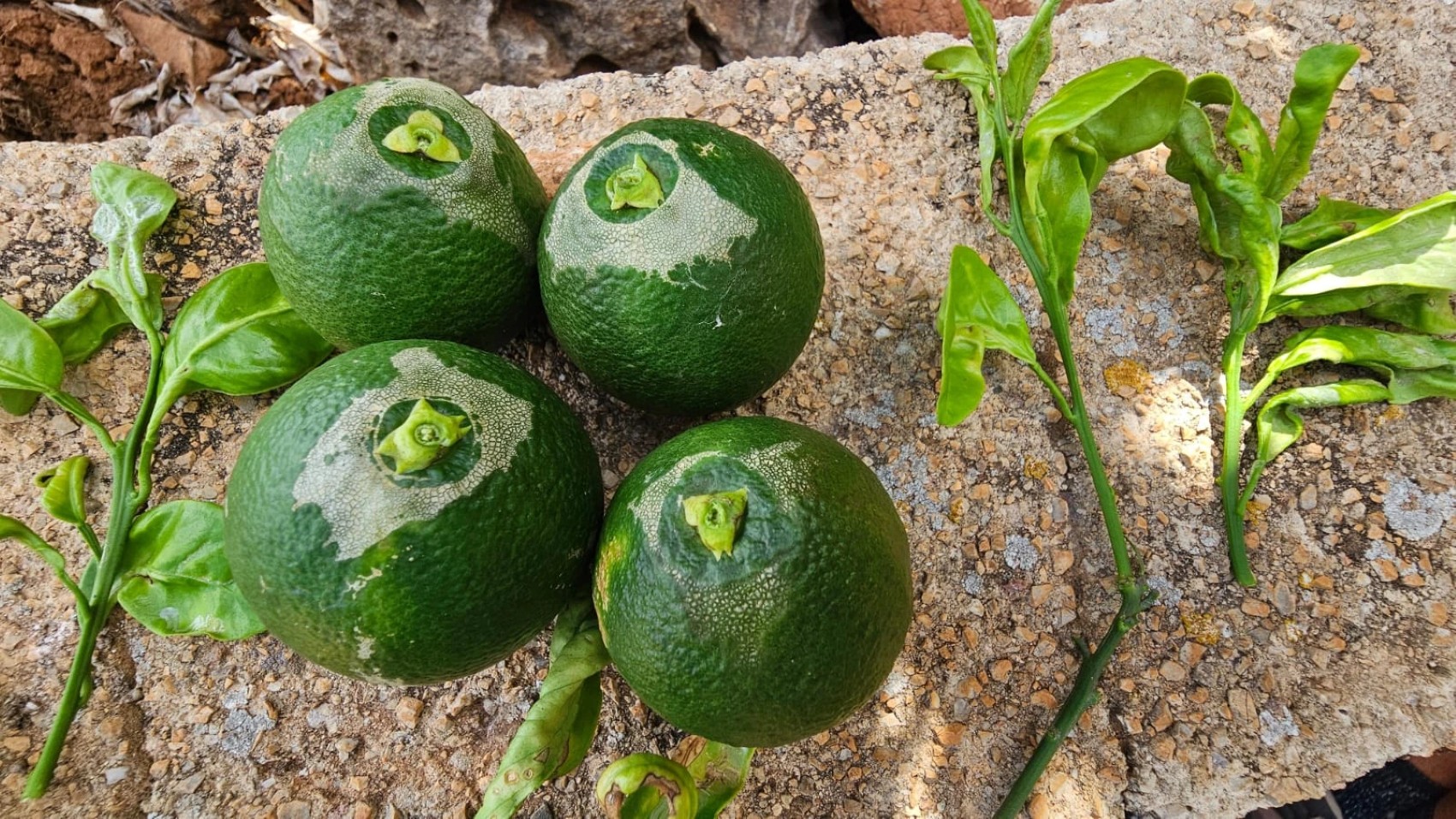Imagen de los daos provocados por el Trips de Sudfrica en un cultivo ecolgico de ctricos