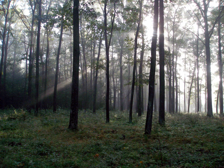 El empleo de la madera contribuye a la sostenibilidad del planeta y a la conservacin de nuestros bosques (Foto...