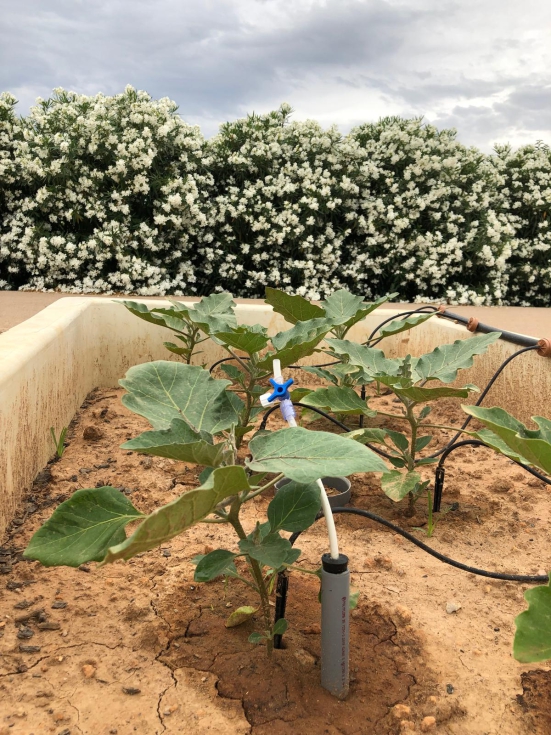 Detalle de cultivo de berenjena