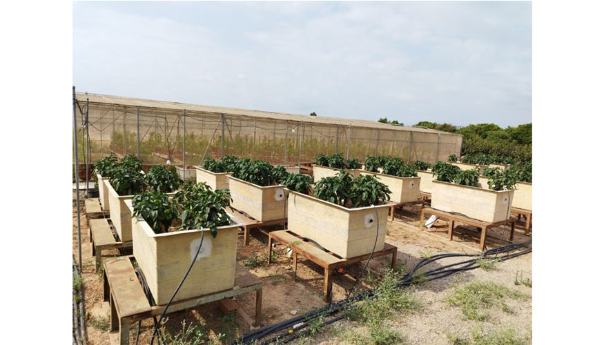 Figura 1. Contenedores del ensayo con sistema de recogida de agua de drenaje con el cultivo de pimiento
