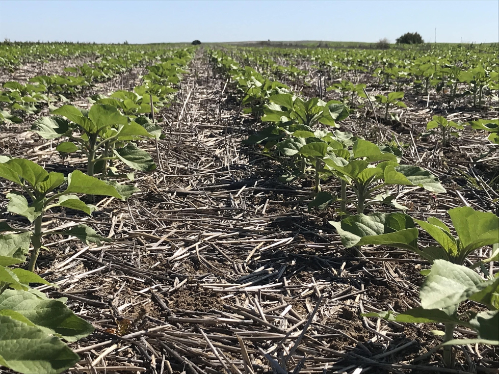 Cultivo de girasol implantado en Siembra Directa