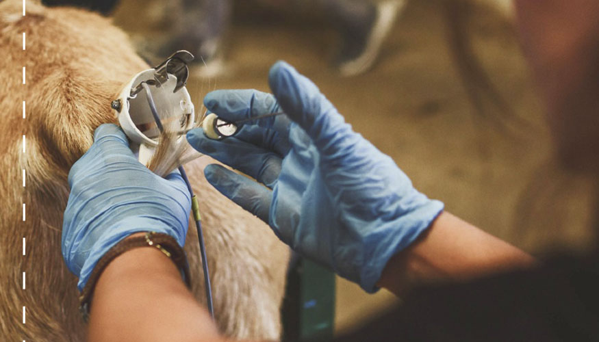 Inseminacin de una cabra de raza Malaguea