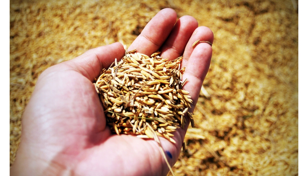 El salvado de arroz, la capa exterior, es el sustrato ptimo para cultivar hongos que producen enzimas de inters. Foto: Pixabay...