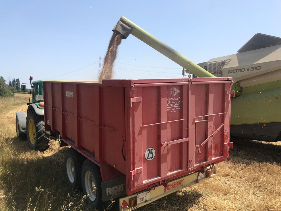 En lo que llevamos de a�o 2025, el precio de los cereales ha entrado en una espiral bajista...