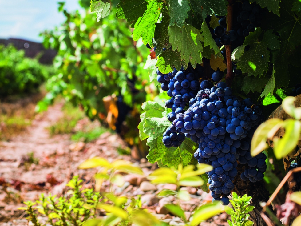 La c�tedra trabajar� en el an�lisis de los impactos del cambio clim�tico y en la investigaci�n de estrategias de mitigaci�n y adaptaci�n aplicables...