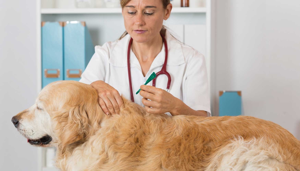 La leishmaniosis puede tener diferentes formas de manifestarse, entre las que se encuentran la p�rdida de peso, alteraciones en el pelaje...