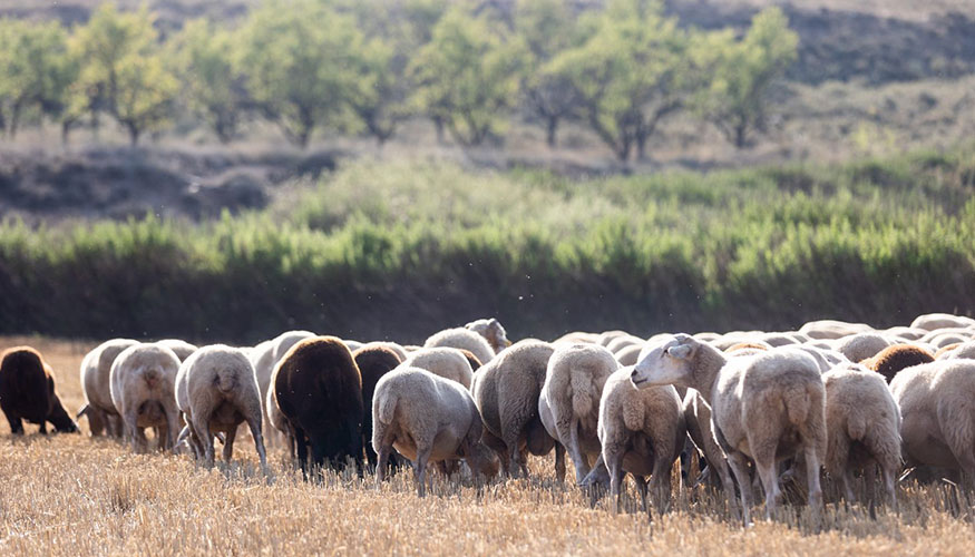 Foto de Reclaman la regulacin de la lana como enmienda orgnica para suelos agrcolas