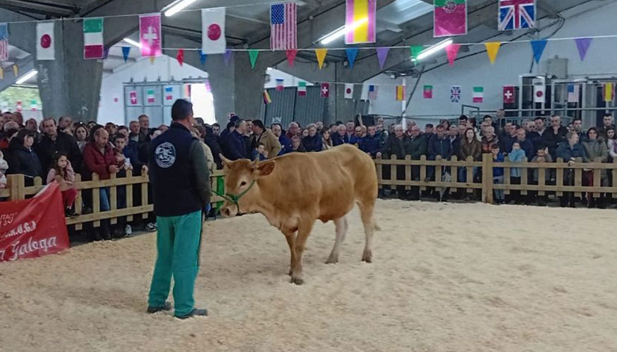 Subasta de las novillas de Rubia Gallega en Sarria (Lugo)
