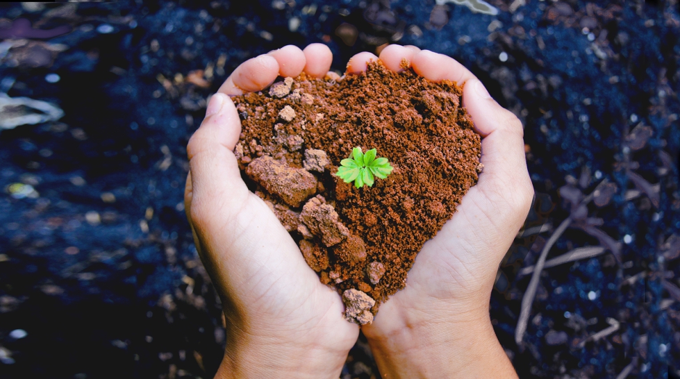 Los biofertilizantes y bioestimulantes representan alternativas al uso de productos qu�micos