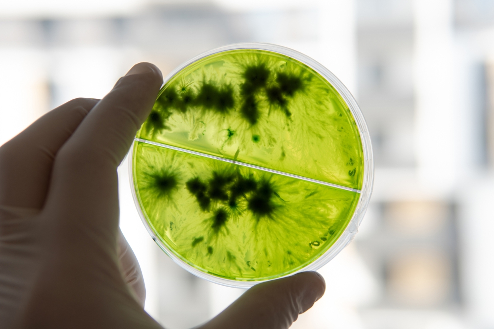 Los bioestimulantes articulan procesos fisiol�gicos y bioqu�micos de las plantas