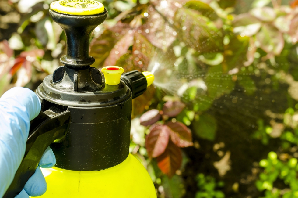 La aplicaci�n de productos bioestimulantes puede ser foliar mediante pulverizaci�n o agua de riego