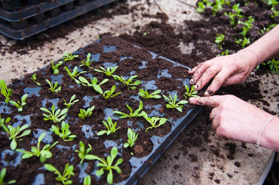 Existen Normas Nacionales y Europeas para la realizaci�n de estudios de eficacia para productos fertilizantes y bioestimulantes...