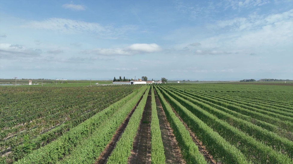 Foto de Agricultura de Precisin en almendro superintensivo: avances y retos