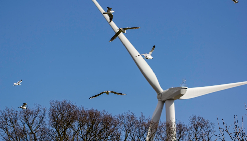 "El enfoque del RD sobre Avifauna es desproporcionado, retroactivo, irrealista tecnolgicamente...