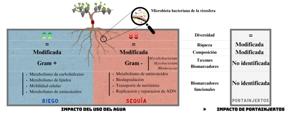 Figura 2. Resumen del experimento realizado y de los principales resultados obtenidos...